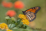 Monarch Butterfly