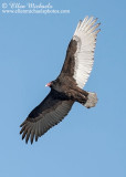 Turkey Vulture