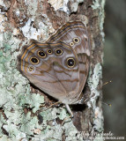 Northern Pearly-Eye