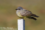 Cassins Kingbird