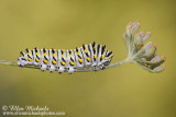 Black Swallowtail Caterpillar - Third Instar