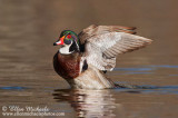 Wood Duck