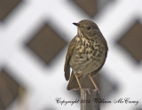 Hermit Thrush