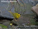 Wilsons Warbler