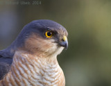 Sperwer - Sparrowhawk - Accipiter nisus