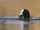 Meerkoet - Eurasian Coot - Fulica atra