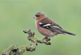 Vink - Common Chaffinch - Fringilla coelebs