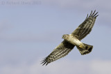 Blauwe Kiekendief - Hen Harrier - Circus cyaneus