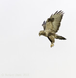 Ruigpootbuizerd - Rough-legged Buzzard - Buteo lagopus