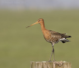 Grutto - Black-tailed Godwit - Limosa limosa