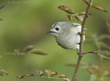 Goudhaan - Goldcrest - Regulus regulus