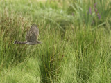 Sperwer - Sparrowhawk - Accipiter nisus