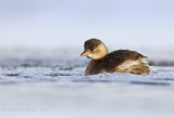 Dodaars - Little Grebe - Tachybaptus ruficollis