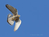 Kleine Torenvalk - Lesser Kestrel - Falco naumanni