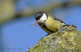 Koolmees - Great Tit - Parus major