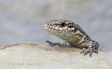 Muurhagedis - Common Wall Lizard - Podarcis muralis