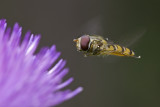 Snorzweefvlieg -  Marmalade Hoverfly - Episyrphus balteatus