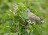 Turkse Tortel - Eurasian Collared Dove - Streptopelia decaocto