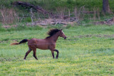 Smokies_20120416_4378.jpg