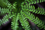 Smokies_20120417_4541-2.jpg