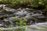 Smokies_20120418_4690.jpg