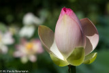 lotus-19.jpg