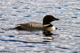 Loon on Lake Millinocket