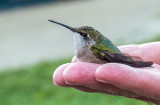 Colibri  gorge rubis - Ruby-throated hummingbird - Archilochus colubris - Trochilids