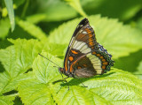 Amiral blanc - White Admiral - Limenitis arthemis - Nymphalids - (4522)