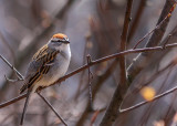 Bruant familier - Chipping sparrow - Spizella passerina - Embrizids