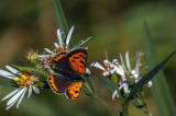 Cuivr dAmrique - American Copper - Lycaena phlaeas americana - Lycnids - (4251a) 