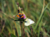 Cuivr dAmrique - Lycaena phlaeas   &   Coliade du Trfle - Colias philodice