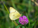 Coliade du trfle - Clouded Sulphur - Colias philodice - Pirids - (4209)