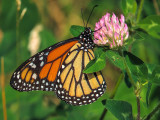 Monarque - Monarch - Danaus plexippus (4614)