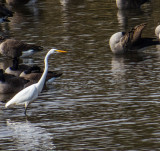 Grande Aigrette - Great egret - Ardea alba - Ardids