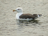 Goland marin - Great black-backed gull - Larus marinus - Larids
