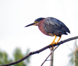 Hron vert - Green heron - Butorides virescens - Ardids