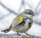 Paruline  croupion jaune - Yellow-rumped warbler - Setophaga coronata - Parulids