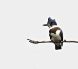 Martin-Pcheur dAmrique - Belted kingfisher - Megaceryle alcyon - Alcdinids