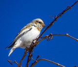 Plectrophane des neiges - Snow bunting - Plectrophenax nivalis - Calcariids