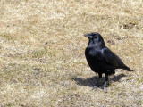 Corneille dAmrique - American crow - Corvus brachyrhynchos - Corvids