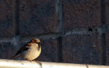 Moineau domestique - House sparrow - Passer domesticus - Passrids