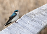 Hirondelle bicolore - Tree swallow - Baeolophus bicolor - Hirundinids