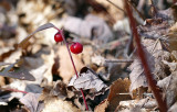 Gaulthrie th-des-bois - Eastern teaberry - Gaultheria procumbens - ricaces