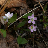 Claytonie feuille-large - Carolina spring beauty - Claytonia caroliniana - Portulacaces