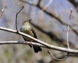 Paruline des ruisseaux - Northern waterthrush - Parkesia noveboracensis - Parulids