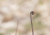 Lutin des bleuets - Henrys Elfin - Callophrys henrici - Lycnids - (4326)