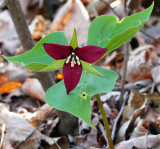 Trille rouge - Red Trillium - Trillium erectum - Mlanthiaces