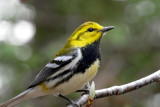 Paruline  gorge noire - Black-throated green warbler -Setophaga virens - Parulids