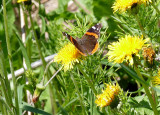 Vulcain - Red Admiral - Vanessa atalanta rubria - Nymphalids - (4437 a)